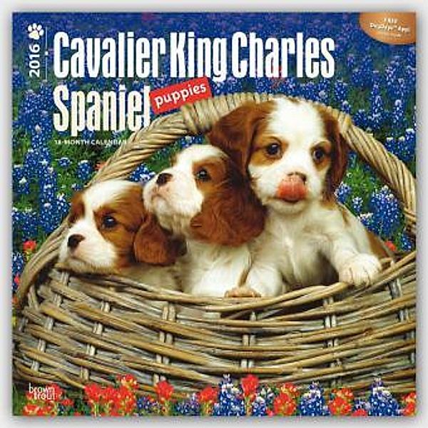 Cavalier King Charles Spaniel Puppies 2016