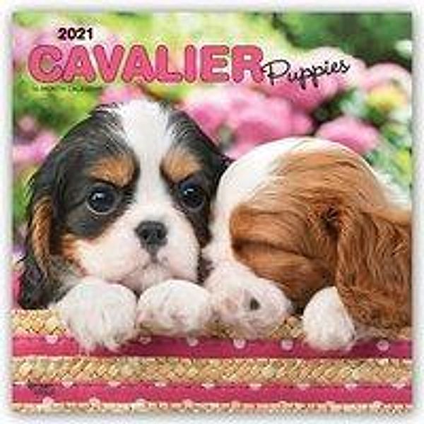 Cavalier King Charles Spaniel Puppies - Cavalier King Charles Spaniel Welpen 2021 - 16-Monatskalender mit freier DogDays, Cavalier Puppies 2021