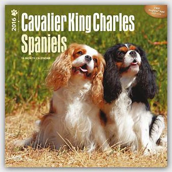 Cavalier King Charles Spaniels 2016