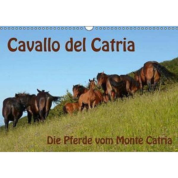 Cavallo del Catria - Die Pferde vom Monte Catria (Wandkalender 2016 DIN A3 quer), Anke van Wyk