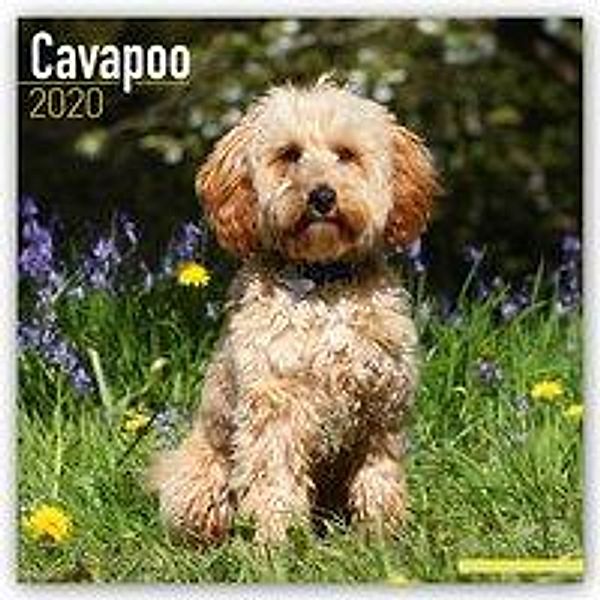 Cavapoo - Cavoodle 2020, Avonside Publishing