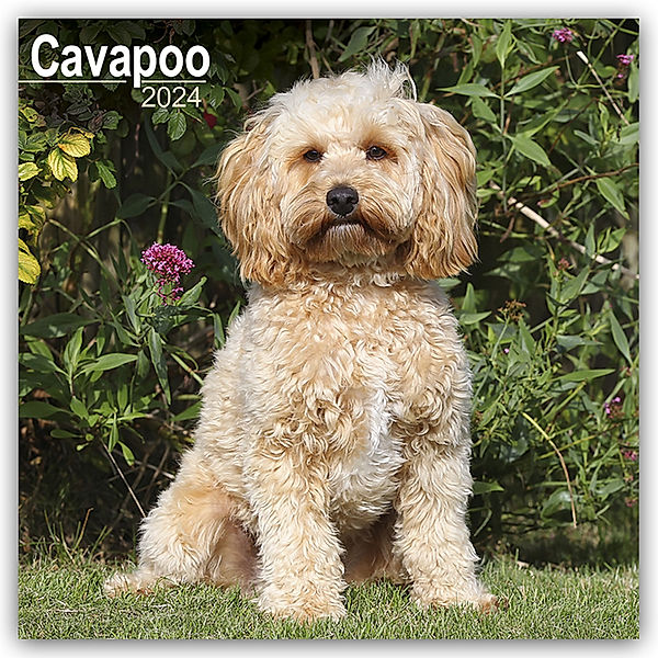 Cavapoo - Cavoodle 2024 - 16-Monatskalender, Avonside Publishing Ltd