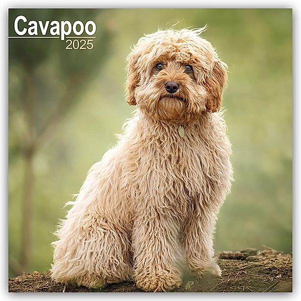 Cavapoo - Cavoodle 2025 - 16-Monatskalender, Avonside Publishing Ltd