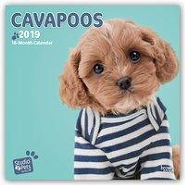 Cavapoos 2019, Myrna Huijing