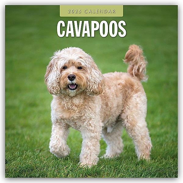 Cavapoos - Cavapoo 2025 - 16-Monatskalender, Red Robin Publishing Ltd