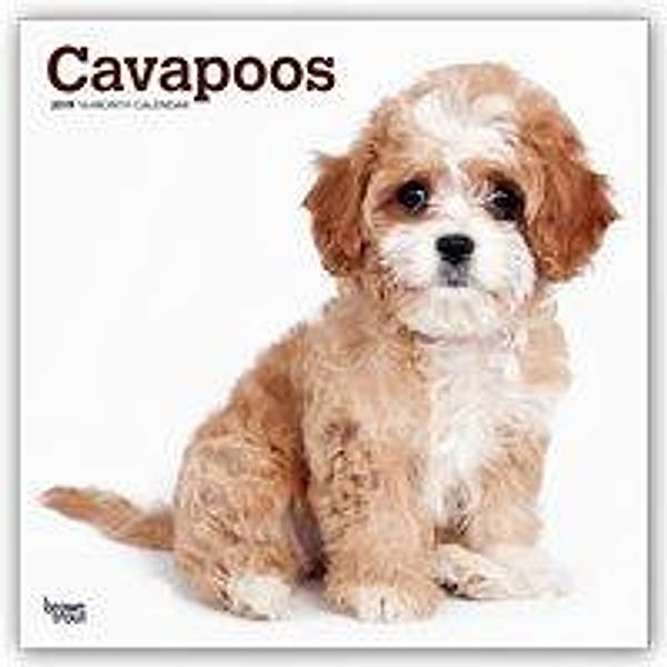 Cavapoos - Cavoodles 2019 - 18-Monatskalender mit freier App