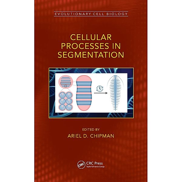 Cellular Processes in Segmentation