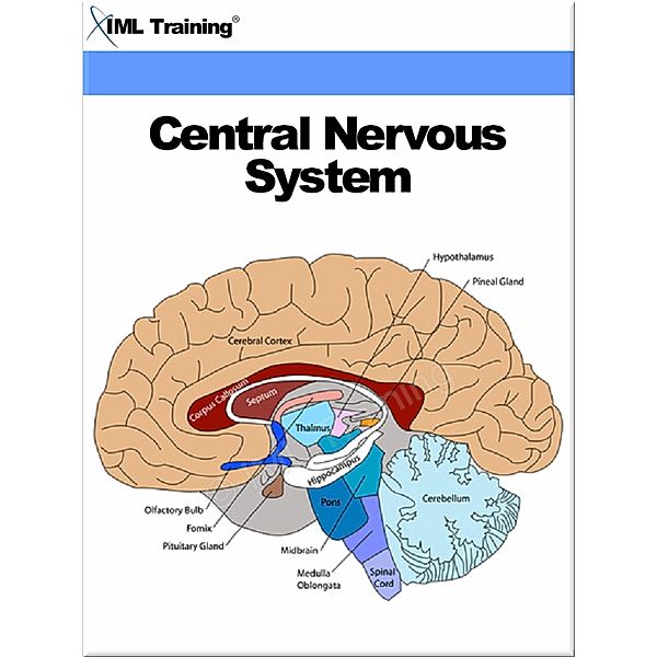 Central Nervous System (Human Body) / Human Body, Iml Training