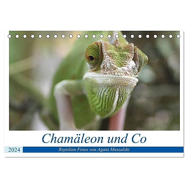 Chamäleon und Co (Tischkalender 2024 DIN A5 quer), CALVENDO Monatskalender, Agata Muszalski