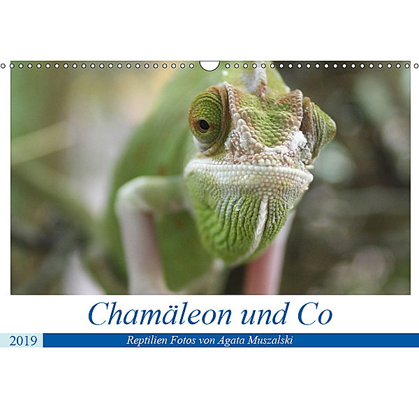 Chamäleon und Co (Wandkalender 2019 DIN A3 quer), Agata Muszalski