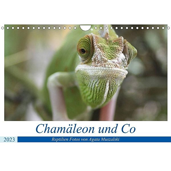 Chamäleon und Co (Wandkalender 2023 DIN A4 quer), Agata Muszalski