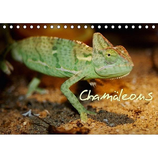 Chamäleons (Tischkalender 2017 DIN A5 quer), Chawera