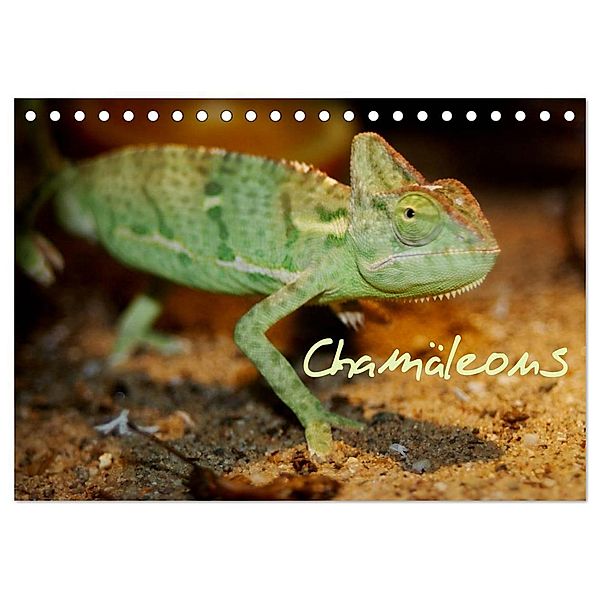 Chamäleons (Tischkalender 2024 DIN A5 quer), CALVENDO Monatskalender, Chawera