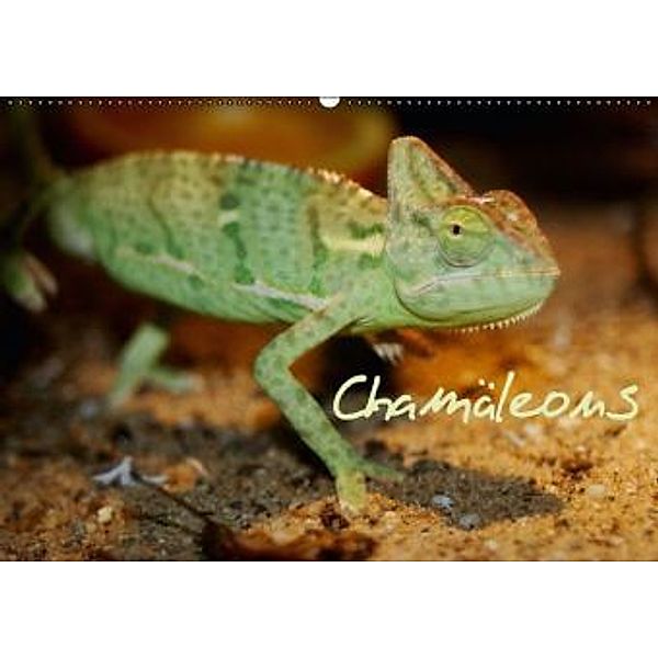 Chamäleons (Wandkalender 2016 DIN A2 quer), Chawera