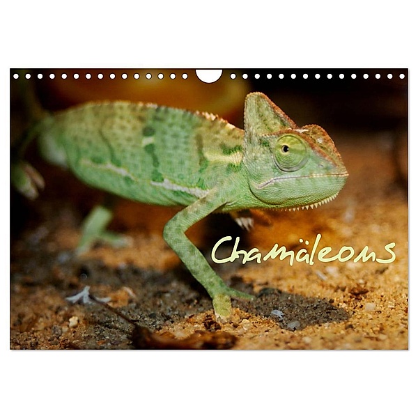 Chamäleons (Wandkalender 2024 DIN A4 quer), CALVENDO Monatskalender, Chawera