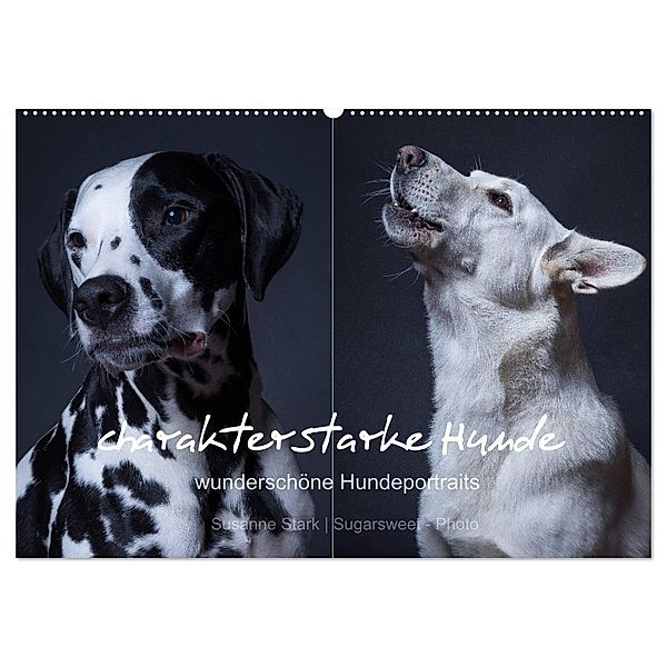 charakterstarke Hunde, wunderschöne Hundeportraits (Wandkalender 2024 DIN A2 quer), CALVENDO Monatskalender, Susanne Stark Sugarsweet - Photo
