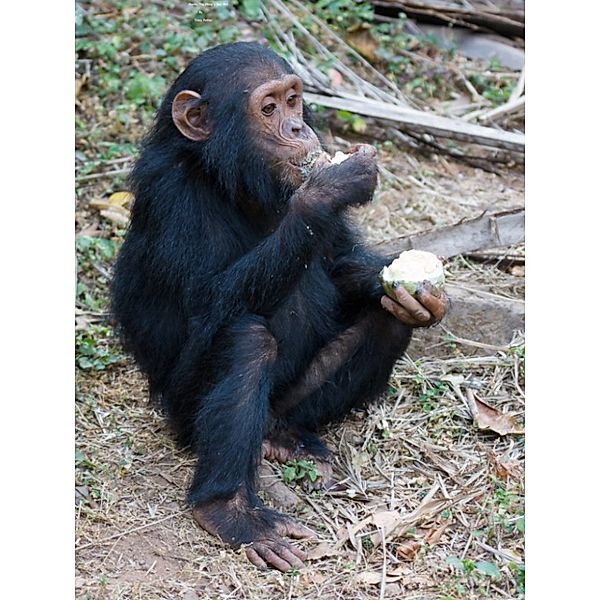 Charlie the Chimps Day Out, Tracy Potter