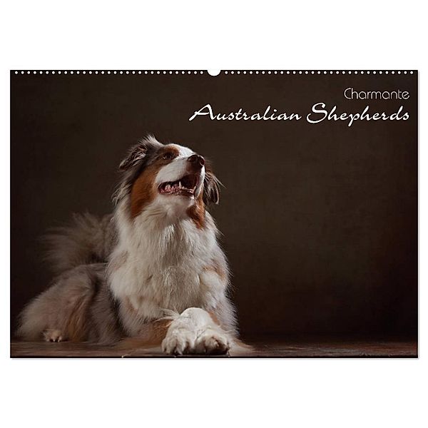 Charmante Australian Shepherds (Wandkalender 2024 DIN A2 quer), CALVENDO Monatskalender, Jana Behr