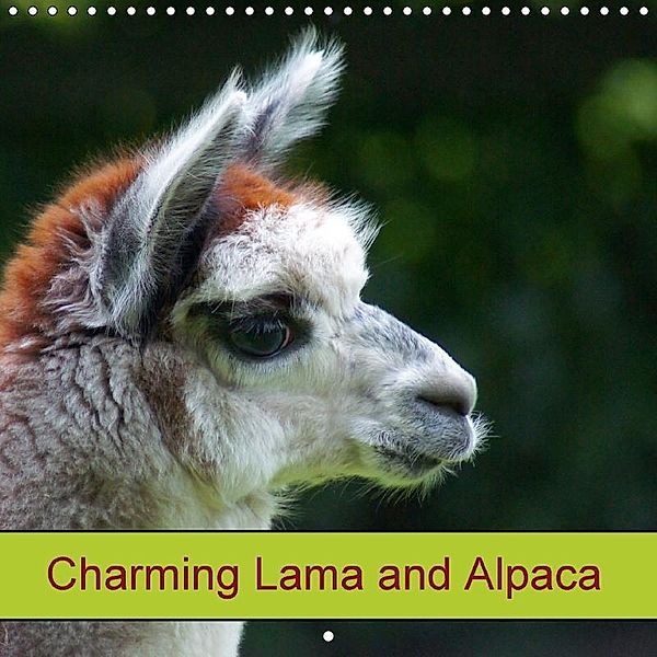 Charming Lama and Alpaca (Wall Calendar 2018 300 × 300 mm Square), kattobello