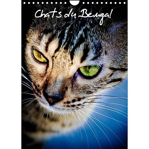 Chats du Bengal (Calendrier mural 2023 DIN A4 vertical), Christof Dardenne