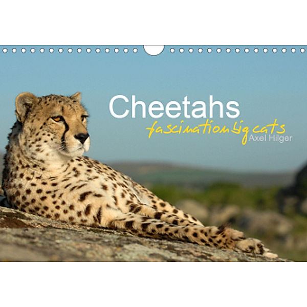 Cheetahs fascinating big cats (Wall Calendar 2021 DIN A4 Landscape), Axel Hilger