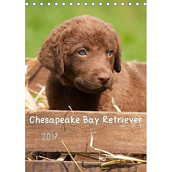 Chesapeake Bay Retriever 2017 (Tischkalender 2017 DIN A5 hoch), Vika-Foto