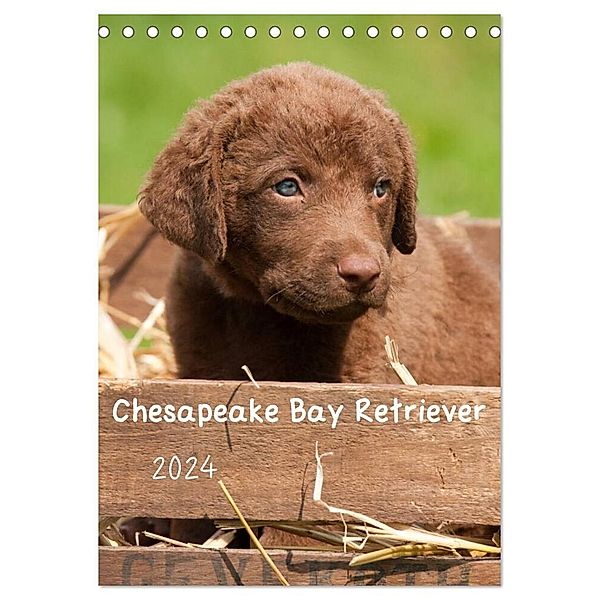 Chesapeake Bay Retriever 2024 (Tischkalender 2024 DIN A5 hoch), CALVENDO Monatskalender, Vika-Foto