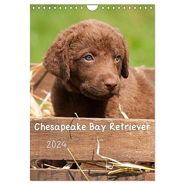 Chesapeake Bay Retriever 2024 (Wandkalender 2024 DIN A4 hoch), CALVENDO Monatskalender, Vika-Foto