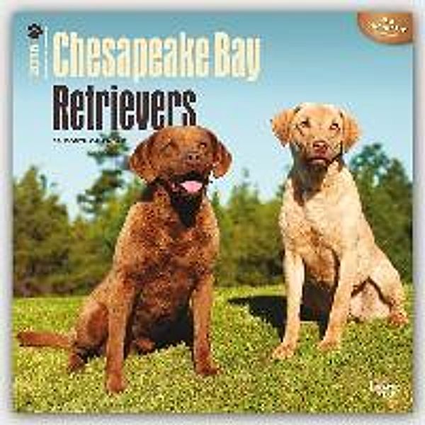 Chesapeake Bay Retrievers 2016