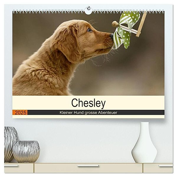 Chesley Kleiner Hund grosse Abenteuer (hochwertiger Premium Wandkalender 2025 DIN A2 quer), Kunstdruck in Hochglanz, Calvendo, Hundefotografie Bea Müller