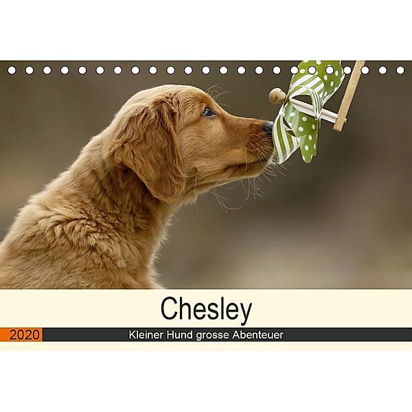 Chesley Kleiner Hund grosse Abenteuer (Tischkalender 2020 DIN A5 quer), Hundefotografie Bea Müller