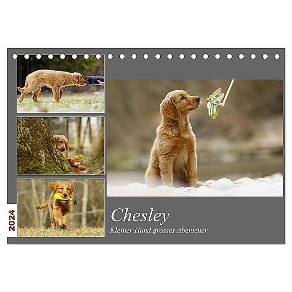 Chesley Kleiner Hund Grosses Abenteuer (Tischkalender 2024 DIN A5 quer), CALVENDO Monatskalender, Hundfotografin Bea Müller