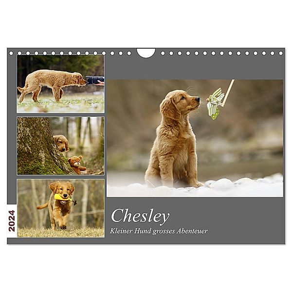 Chesley Kleiner Hund Grosses Abenteuer (Wandkalender 2024 DIN A4 quer), CALVENDO Monatskalender, Hundfotografin Bea Müller