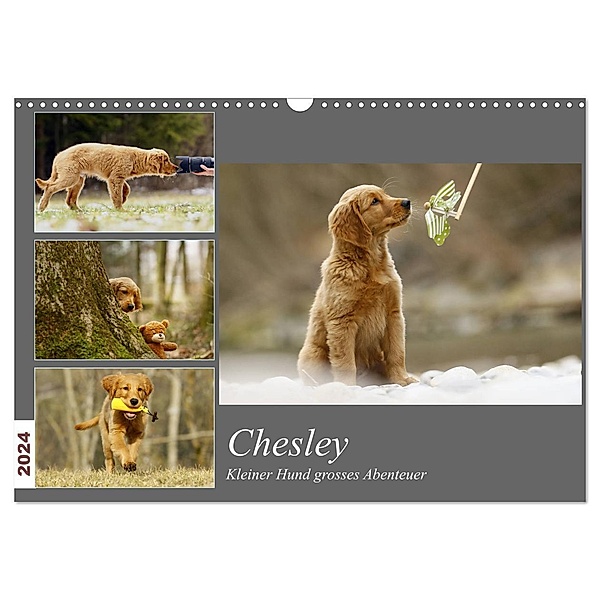Chesley Kleiner Hund Grosses Abenteuer (Wandkalender 2024 DIN A3 quer), CALVENDO Monatskalender, Hundfotografin Bea Müller
