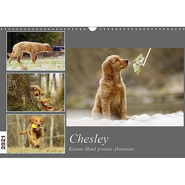 Chesley Kleiner Hund Grosses AbenteuerCH-Version (Wandkalender 2021 DIN A3 quer), Hundfotografin Bea Müller