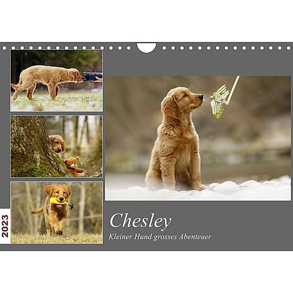 Chesley Kleiner Hund Grosses AbenteuerCH-Version  (Wandkalender 2023 DIN A4 quer), Hundfotografin Bea Müller