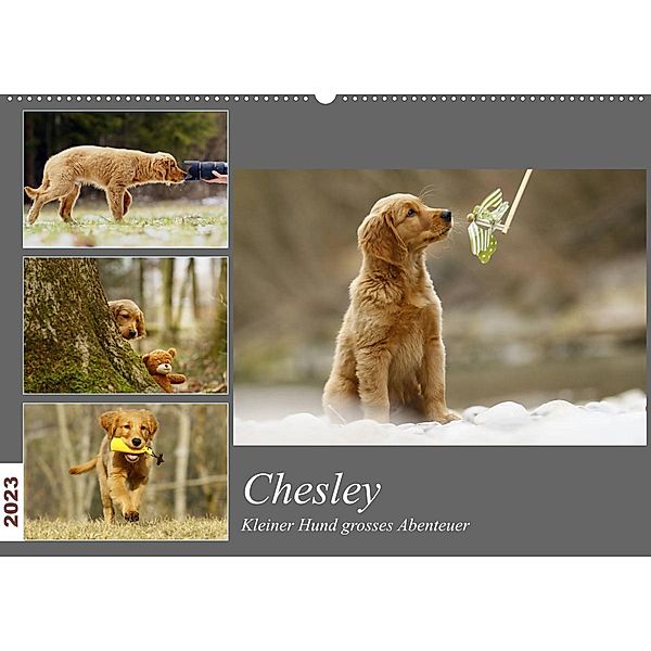 Chesley Kleiner Hund Grosses AbenteuerCH-Version  (Wandkalender 2023 DIN A2 quer), Hundfotografin Bea Müller