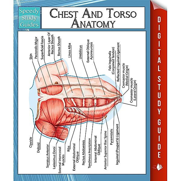 Chest And Torso Anatomy (Speedy Study Guide), Speedy Publishing