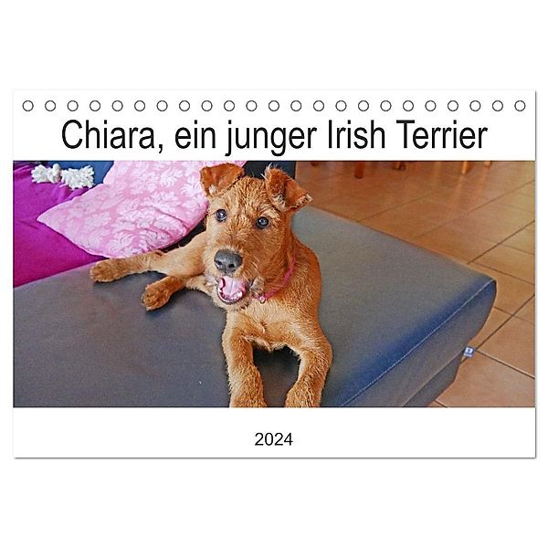 Chiara, ein junger Irish Terrier (Tischkalender 2024 DIN A5 quer), CALVENDO Monatskalender, Claudia Schimon