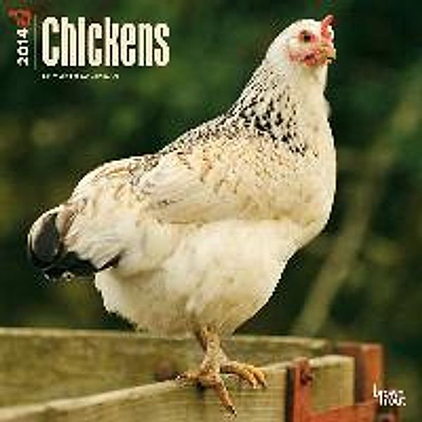 Chickens 2014 Wall Calendar