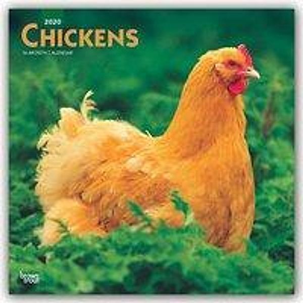 Chickens - Hühner 2020 - 16-Monatskalender, BrownTrout Publisher