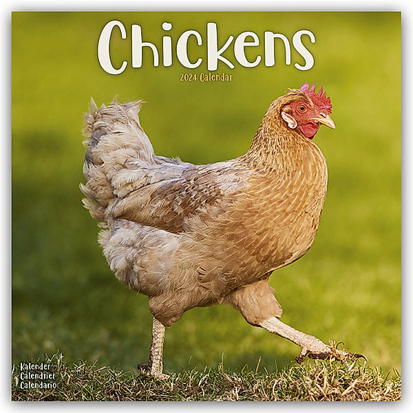 Chickens - Hühner 2024 - 16-Monatskalender, Avonside Publishing Ltd