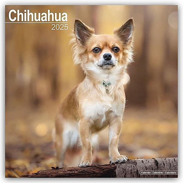 Chihuahua 2025 - 16-Monatskalender, Avonside Publishing Ltd