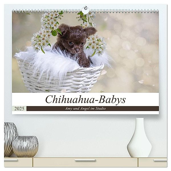 Chihuahua-Babys - Amy und Angel im Studio (hochwertiger Premium Wandkalender 2025 DIN A2 quer), Kunstdruck in Hochglanz, Calvendo, Sonja Teßen