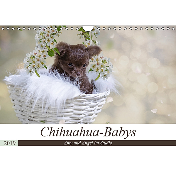 Chihuahua-Babys - Amy und Angel im Studio (Wandkalender 2019 DIN A4 quer), Sonja Teßen