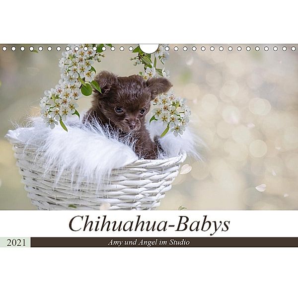 Chihuahua-Babys - Amy und Angel im Studio (Wandkalender 2021 DIN A4 quer), Sonja Teßen