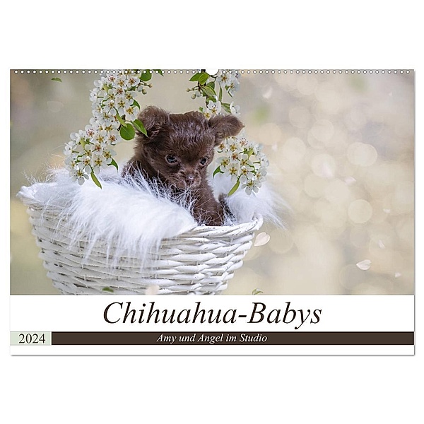 Chihuahua-Babys - Amy und Angel im Studio (Wandkalender 2024 DIN A2 quer), CALVENDO Monatskalender, Sonja Teßen