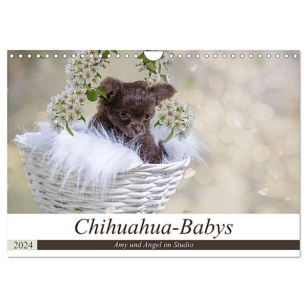 Chihuahua-Babys - Amy und Angel im Studio (Wandkalender 2024 DIN A4 quer), CALVENDO Monatskalender, Sonja Teßen