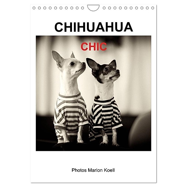 CHIHUAHUA CHIC Photos Marion Koell (Wandkalender 2024 DIN A4 hoch), CALVENDO Monatskalender, Marion Koell