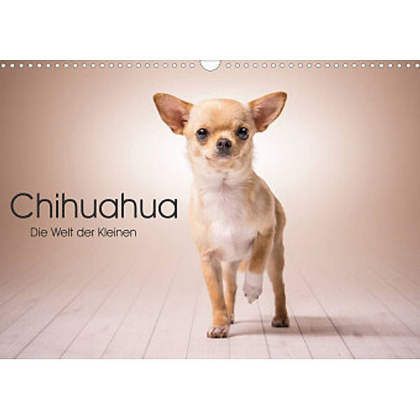 Chihuahua - Die Welt der Kleinen (Wandkalender 2022 DIN A3 quer), Schuberts-Fotografie